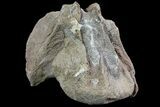 Mosasaur (Platecarpus) Occipital Condyle Vertebrae - Kansas #66895-3